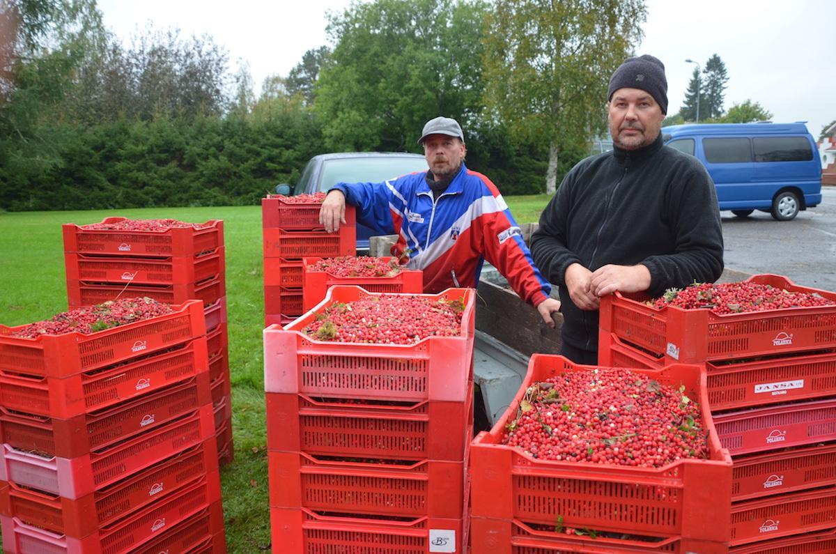 Ari ja Tommi Lamulla oli puolukkaa 73 komeaa laatikollista.