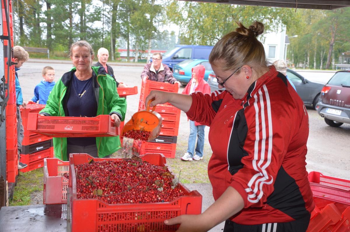 Read more about the article Tänä syksynä saadaan hyvä puolukkasato