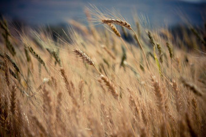 Read more about the article Maaseudun yritys- ja hanketukien haku on alkanut Hyrrä-asiointipalvelussa